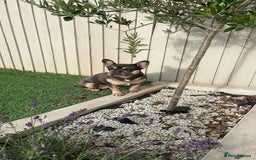 French Bulldog dogs for sale: 3 year old female French bulldog - Image 6