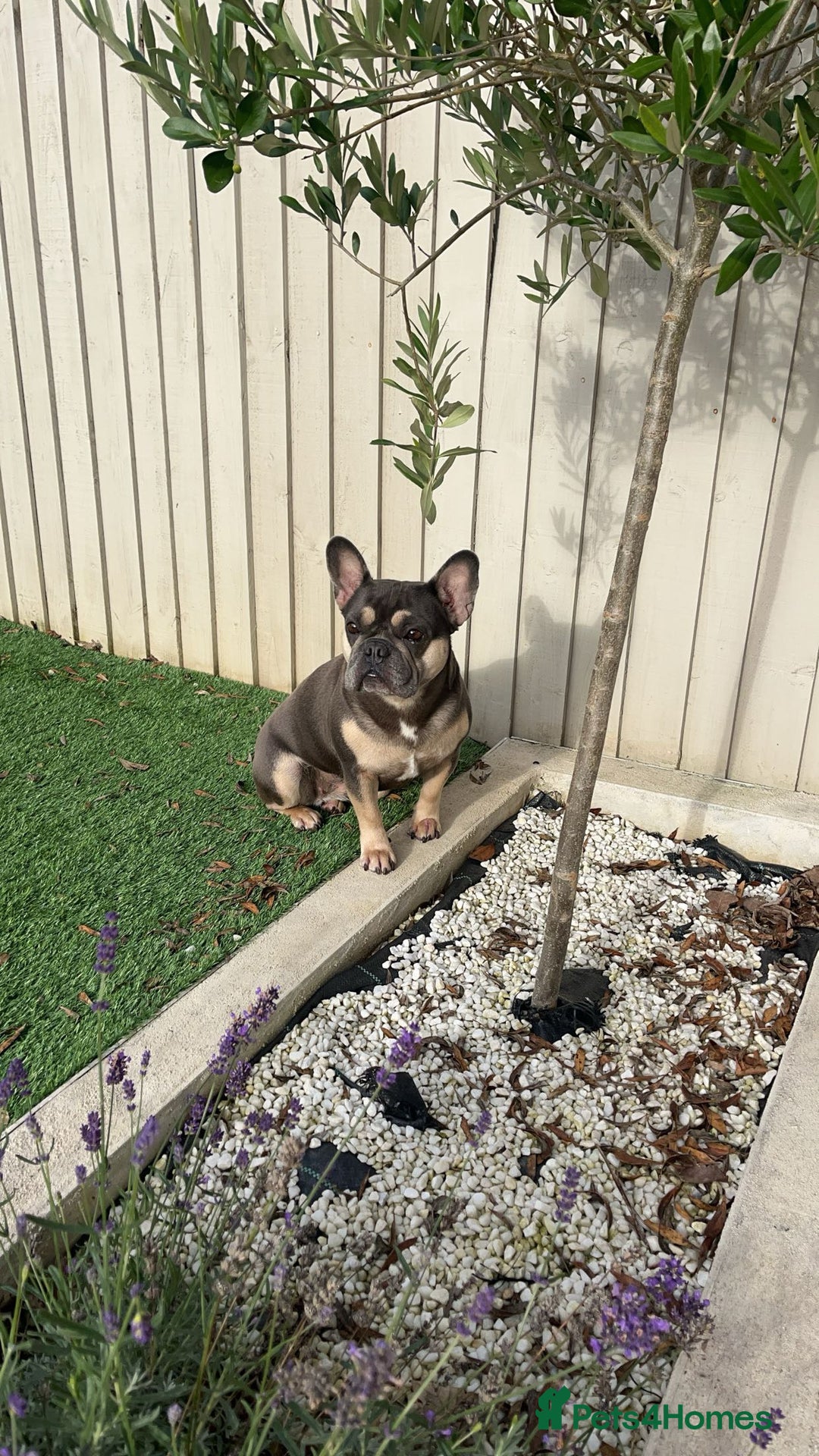 French Bulldog dogs for sale: 3 year old female French bulldog - Image 6