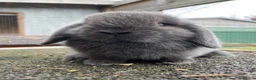 Mini Lop rabbits for sale: Male mini lops looking for for ever homes - Advert 2