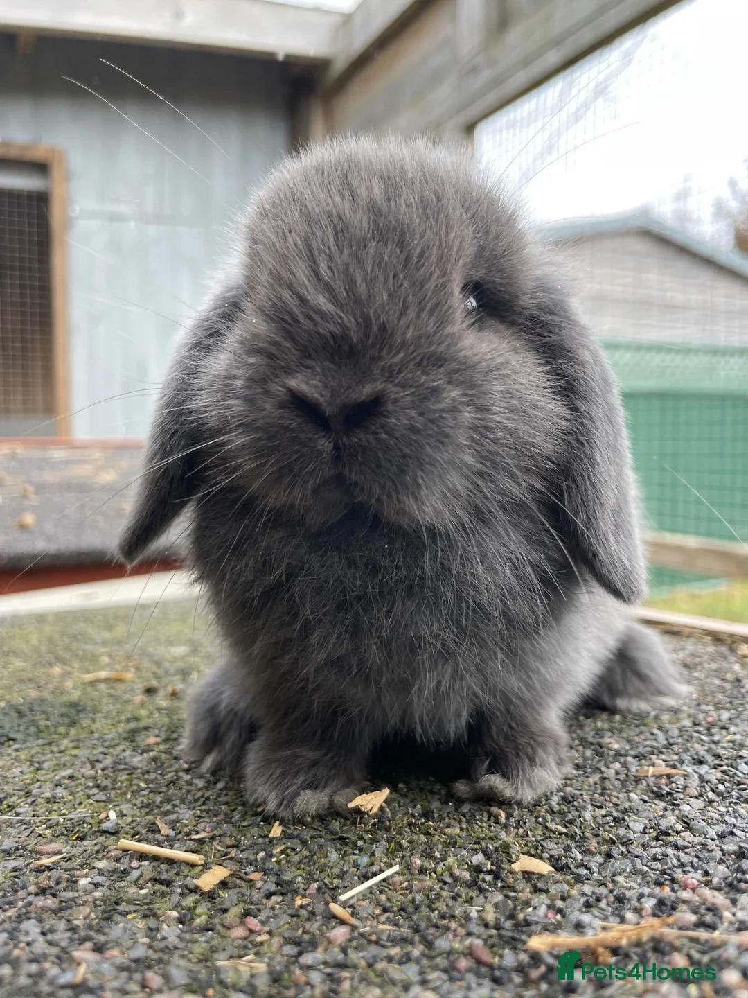 Mini Lop rabbits for sale: Male mini lops looking for for ever homes - Advert 2