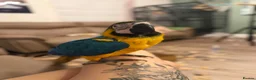 Macaws birds for sale: Chase  - Advert 8