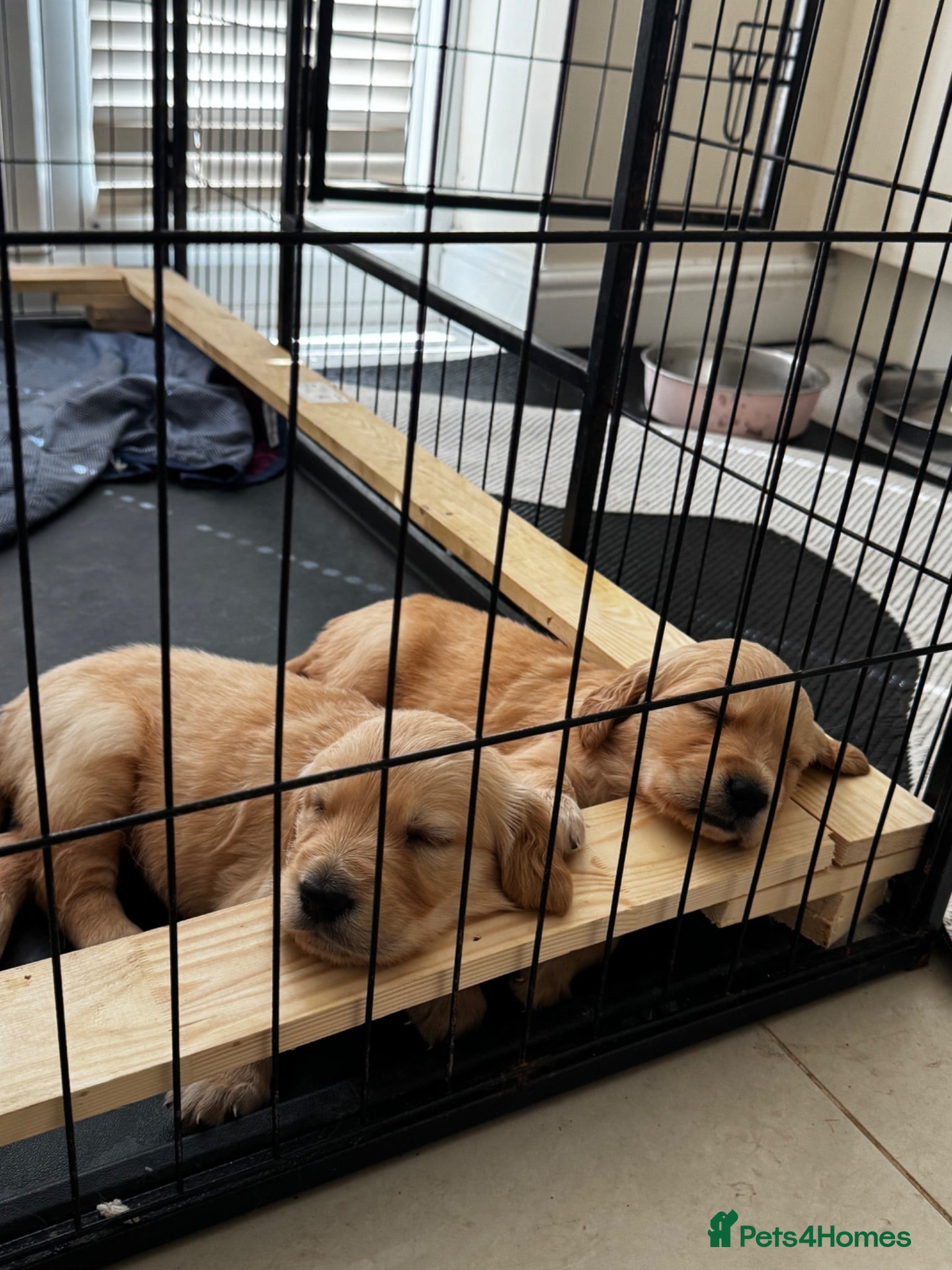 Golden Retriever dogs Golden Retriever puppies - Advert 2