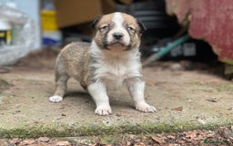 Border Collie dogs for sale: Stunning Welsh Sheepdog Pups Available  - Image 6