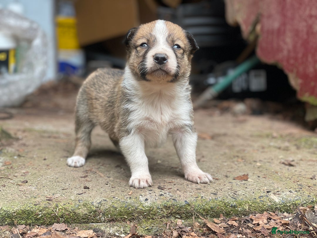 Border Collie dogs for sale: Stunning Welsh Sheepdog Pups Available  - Image 6