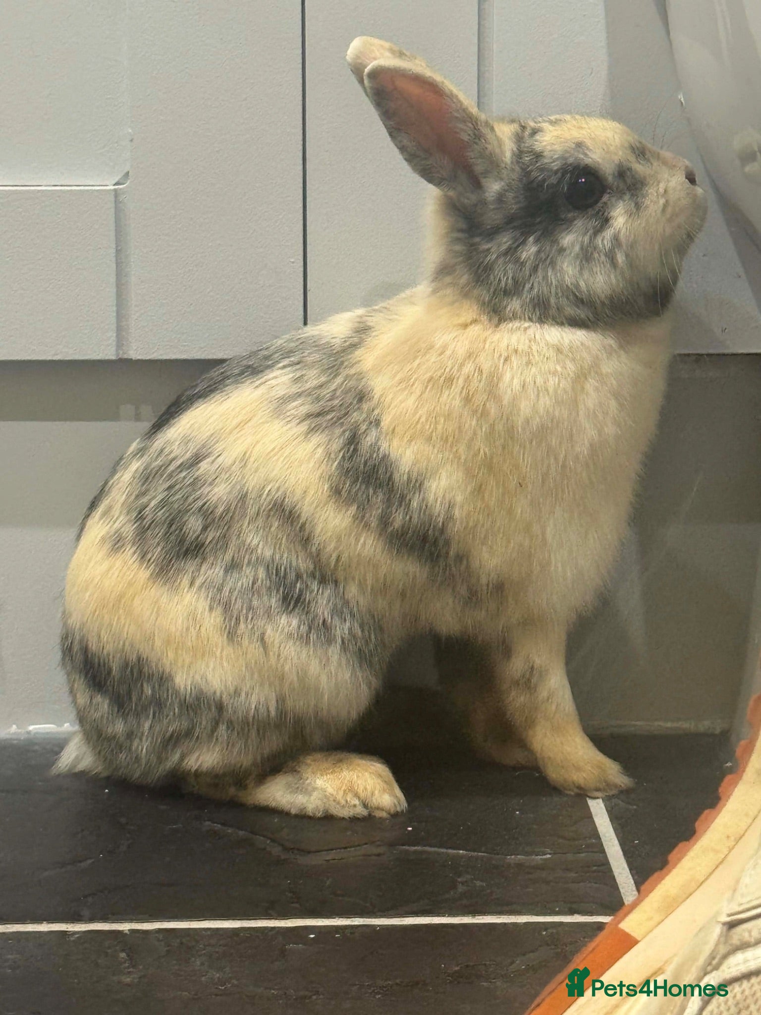 Mixed Breed rabbits Rabbit for Rehoming  - Advert 4