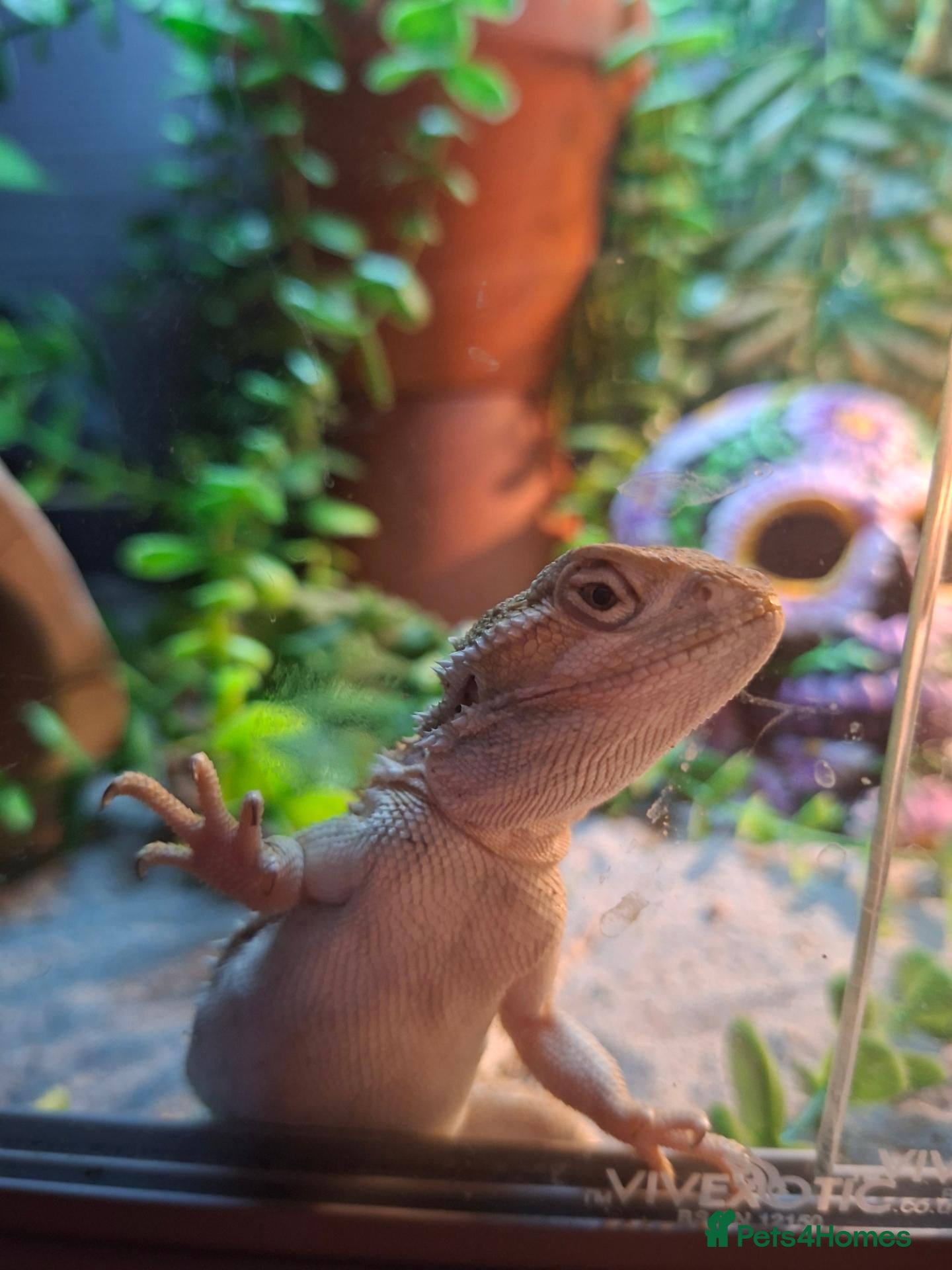 Dragon reptiles Tiny Ranking Dragon Looking For A New Home - Advert 6