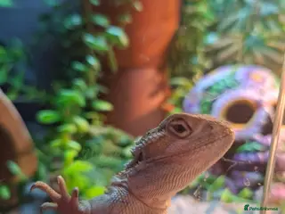 Dragon reptiles Tiny Ranking Dragon Looking For A New Home - Advert 6