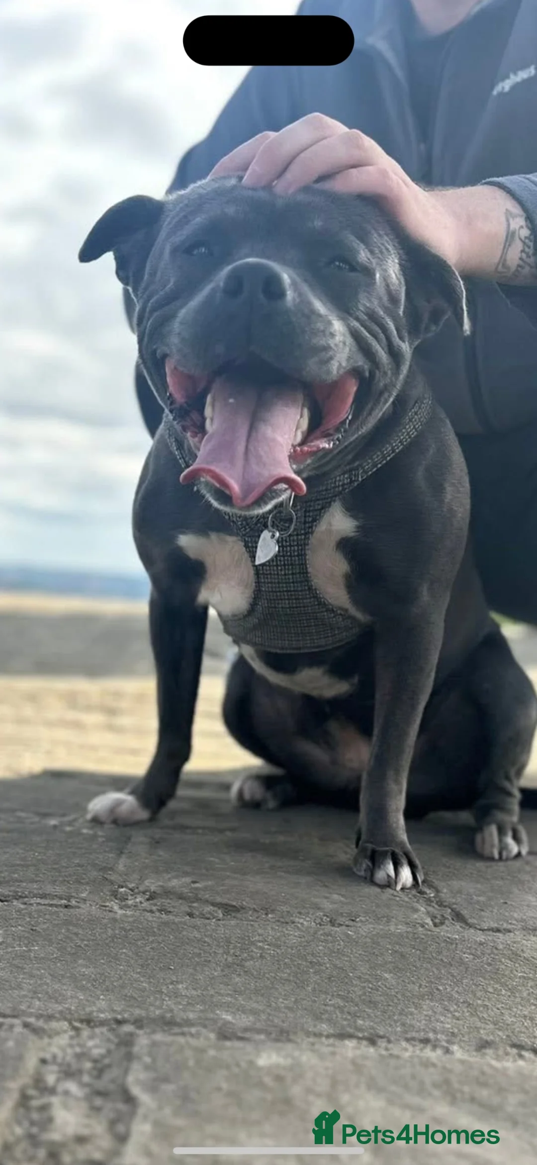 Staffordshire Bull Terrier dogs for sale: Female Staffordshire bull terrier  - Advert 7