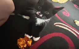 British Shorthair cats for sale: 3 Beautiful kittens  - Image 4