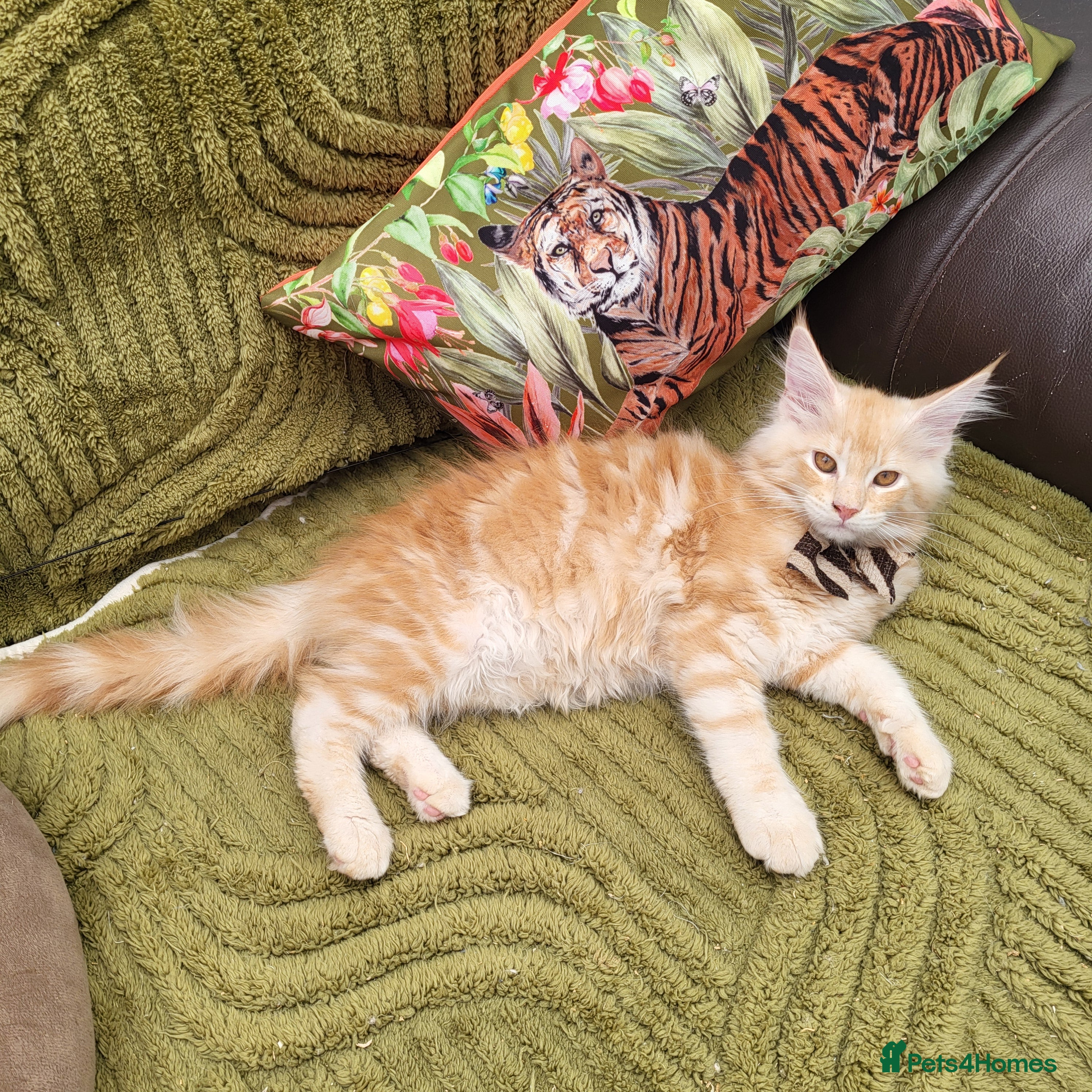 Maine Coon cats Maine Coon kittens ready now - Advert 1