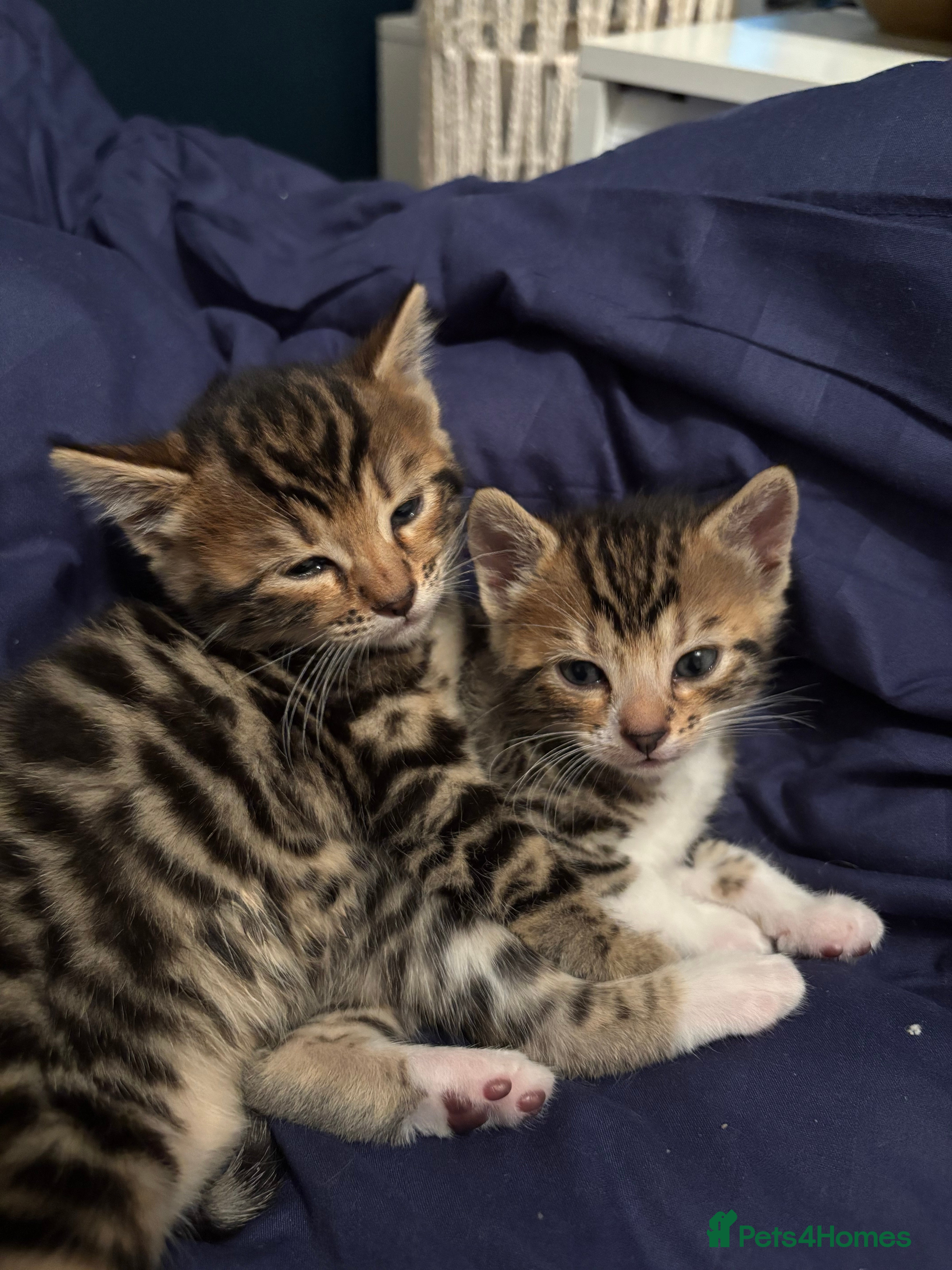 Bengal cats BEGAL CROSS TABBY - Advert 10