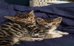 Bengal cats for sale: BEGAL CROSS TABBY - Advert 1