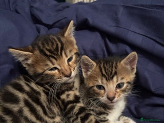 Bengal cats for sale: BEGAL CROSS TABBY - Advert 1