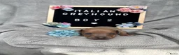 Italian Greyhound dogs for sale: Outstanding Italian Greyhound Puppies - Advert 7