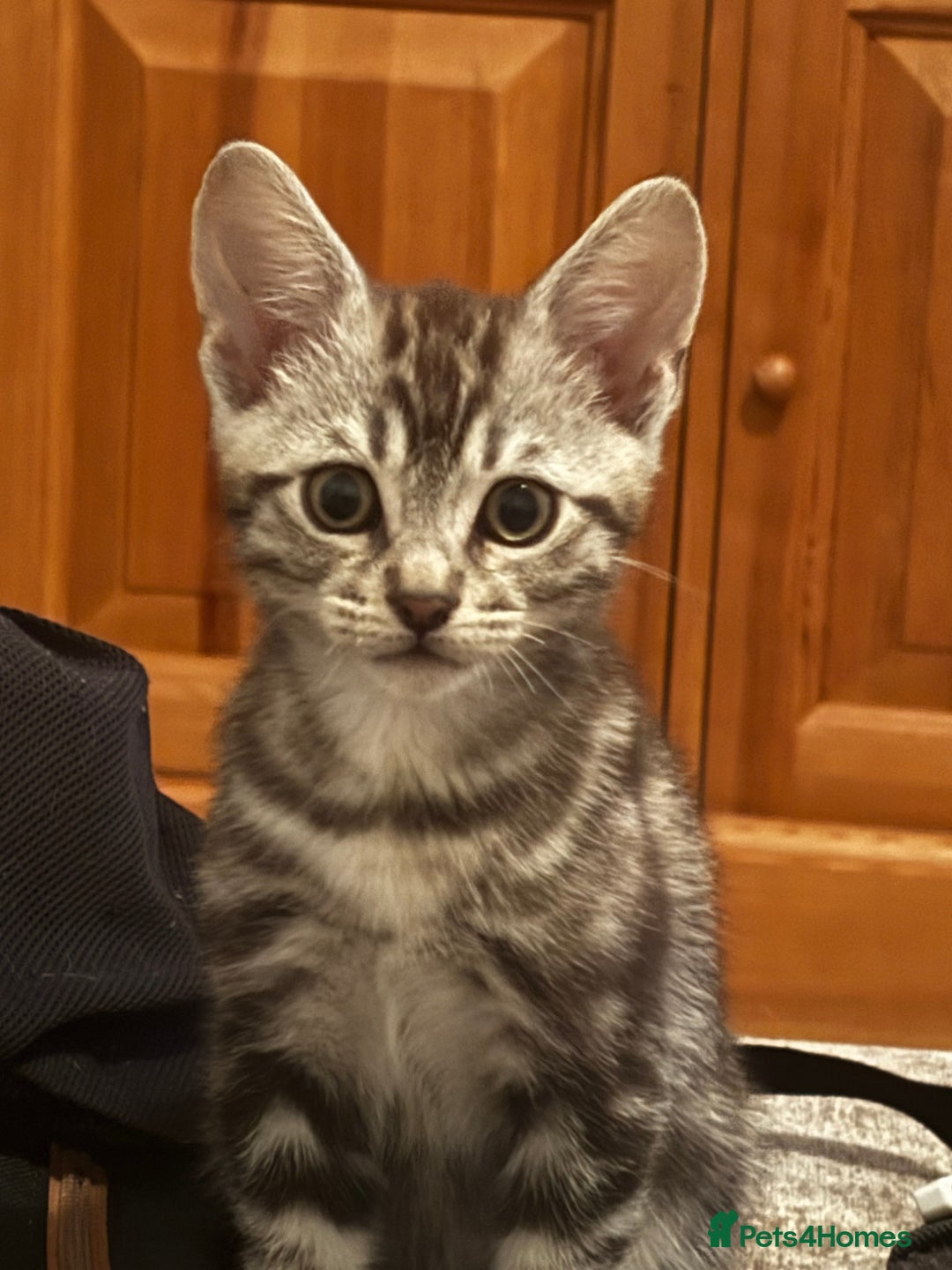 Bengal cats for sale: Silver Bengal cross - Image 1