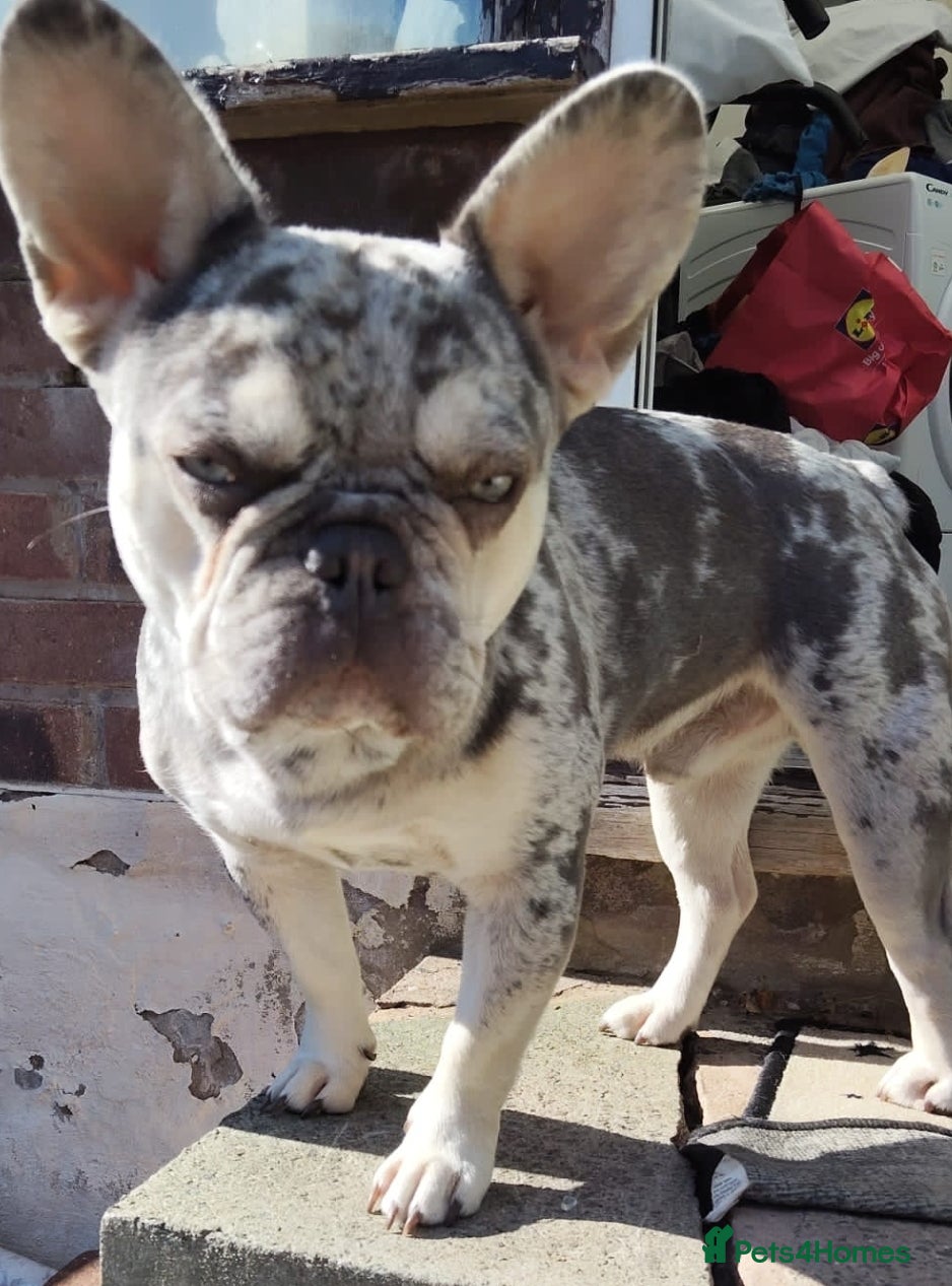 French Bulldog dogs STUD! male stud frenchie white/grey merl. - Advert 1