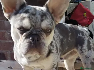 French Bulldog dogs STUD! male stud frenchie white/grey merl. - Advert 1