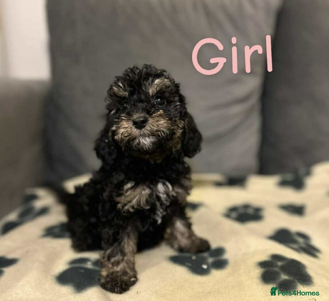 Cockapoo dogs for sale: F2 cockapoo - Image 3