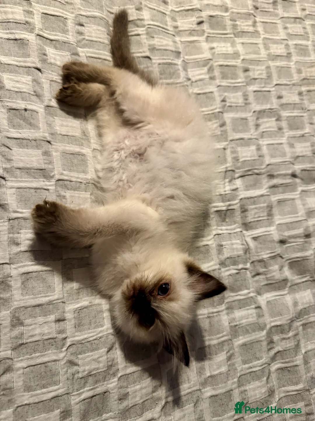 Ragdoll cats for sale:  Ragdoll kittens  - Advert 1