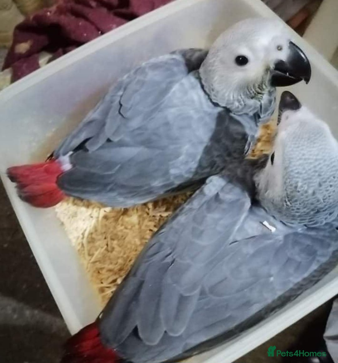 Parrots birds for sale: African greys male and female - Image 2