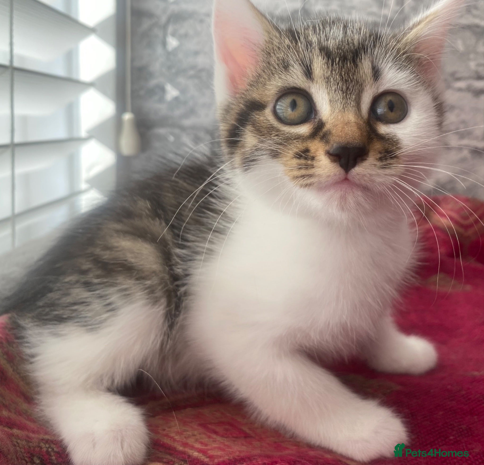 Mixed Breed cats READY NOW 🐱 FREE Starter Pack Included! - Advert 10