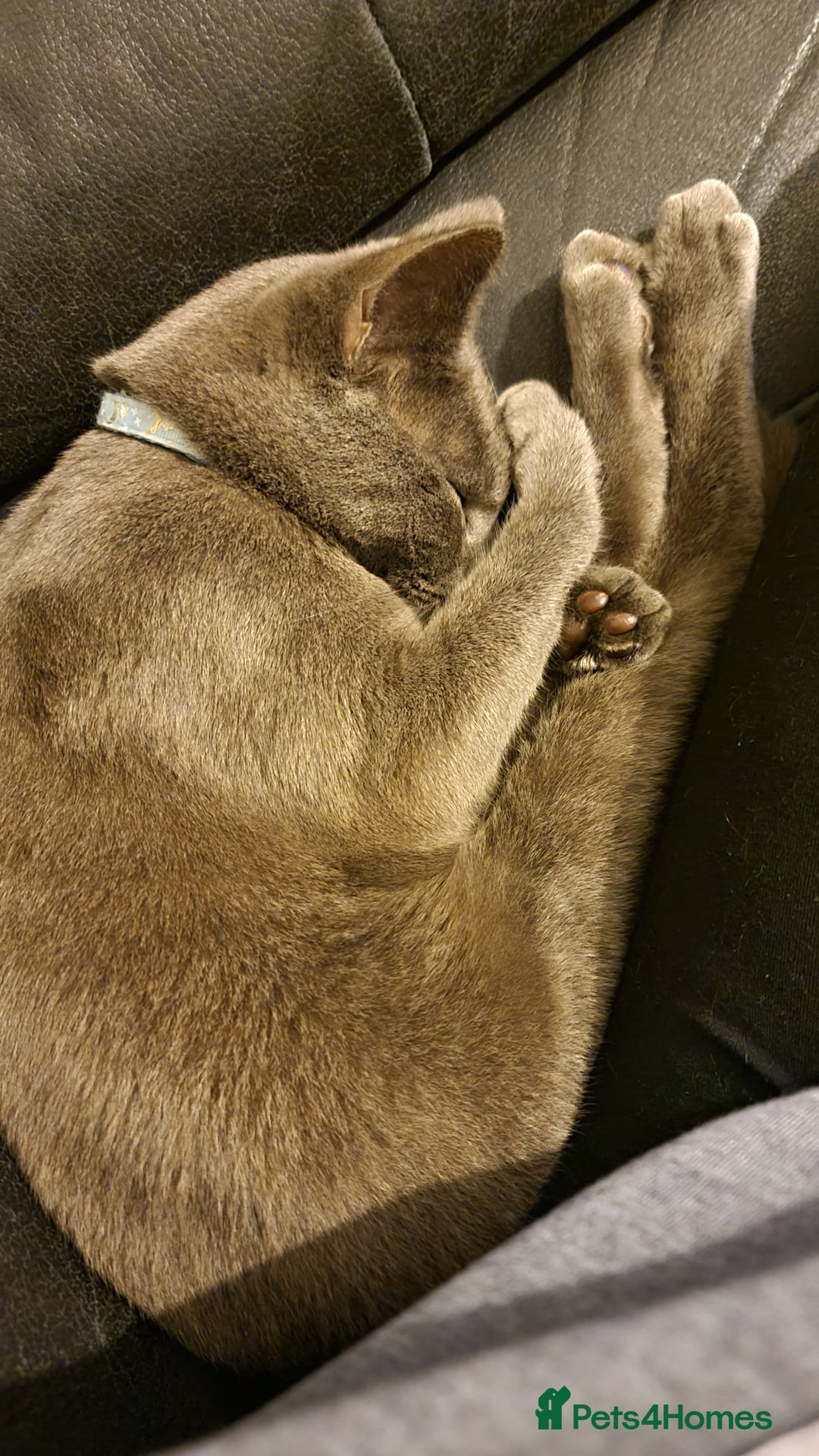 Domestic Shorthair cats for sale: Grey short-haired furr baby - Advert 1