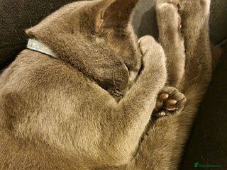 Domestic Shorthair cats Grey short-haired furr baby - Advert 4