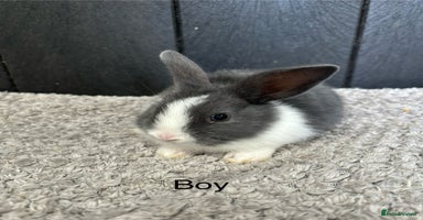 Mini Lop rabbits - Advert 5