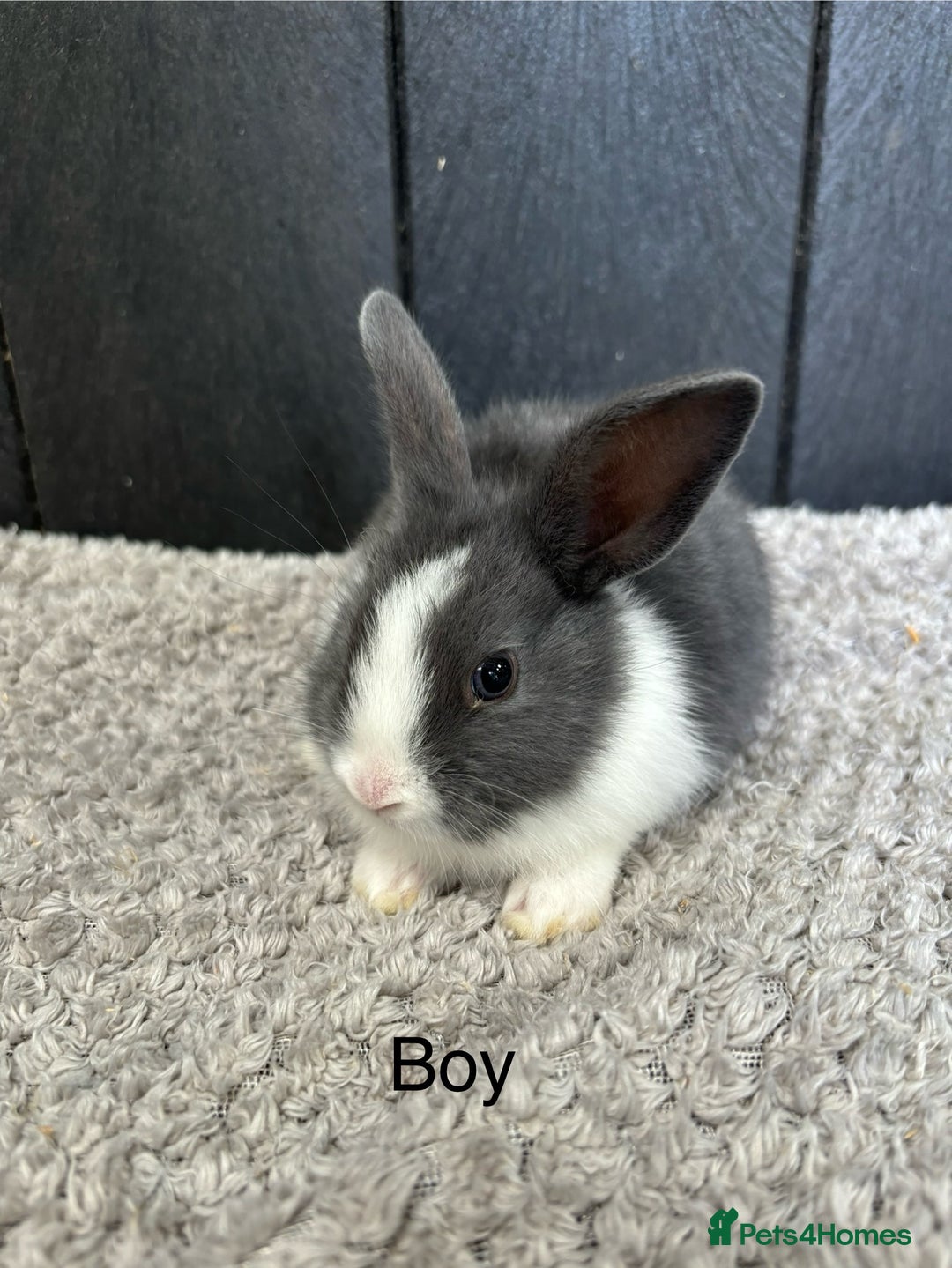 Mini Lop rabbits for sale: Stunning mini lops and mini lion lops  - Image 2