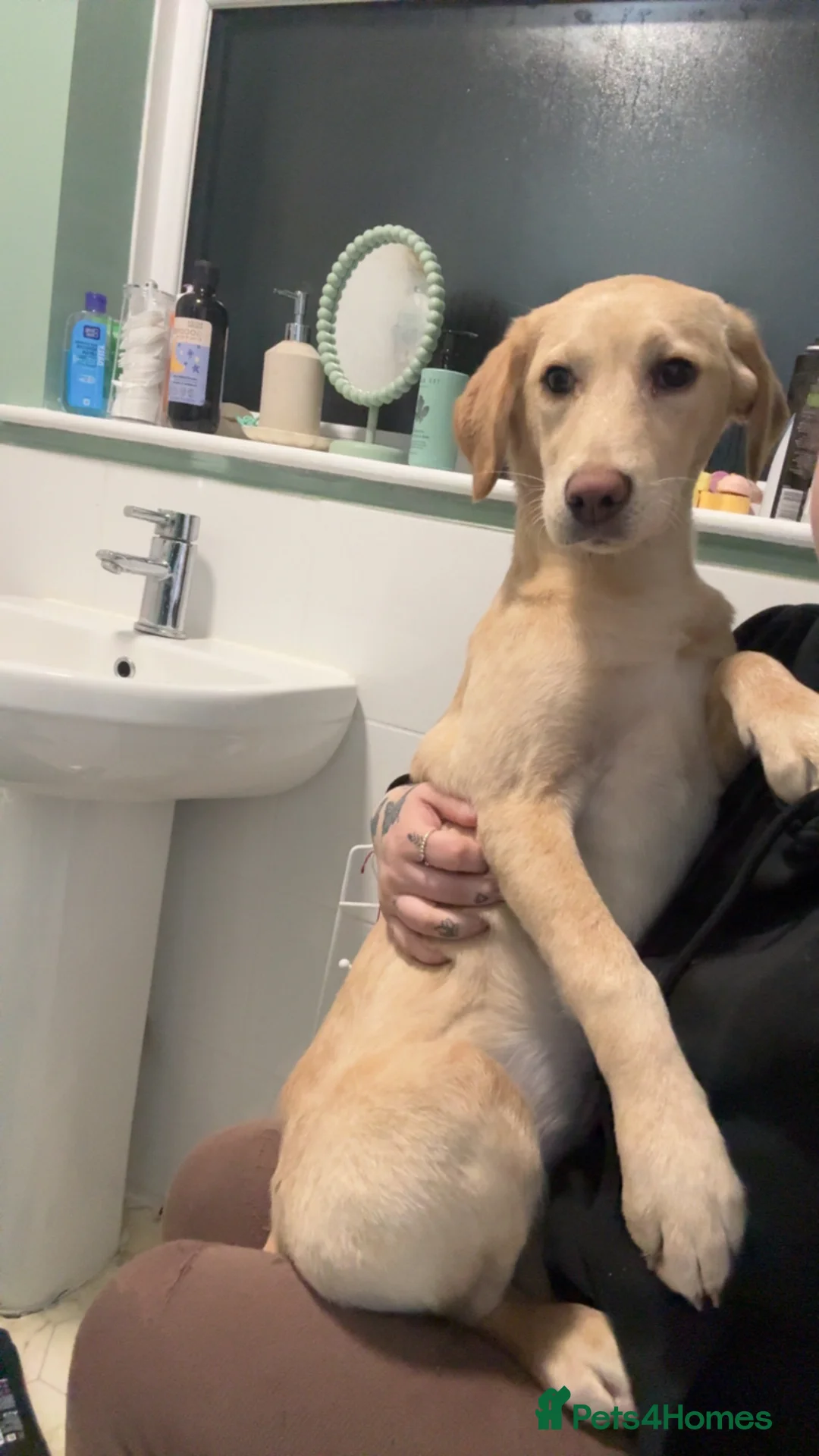 Labrador Retriever dogs for sale: Labrador  - Advert 1