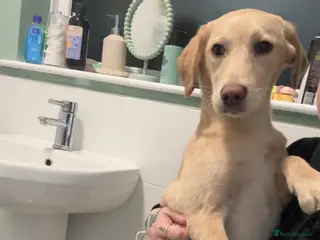 Labrador Retriever dogs Labrador - Advert 3