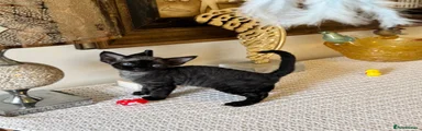 Devon Rex 2