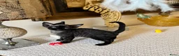 Devon Rex cats for sale: Superb quality Devon Babies TICA Registered  - Advert 10