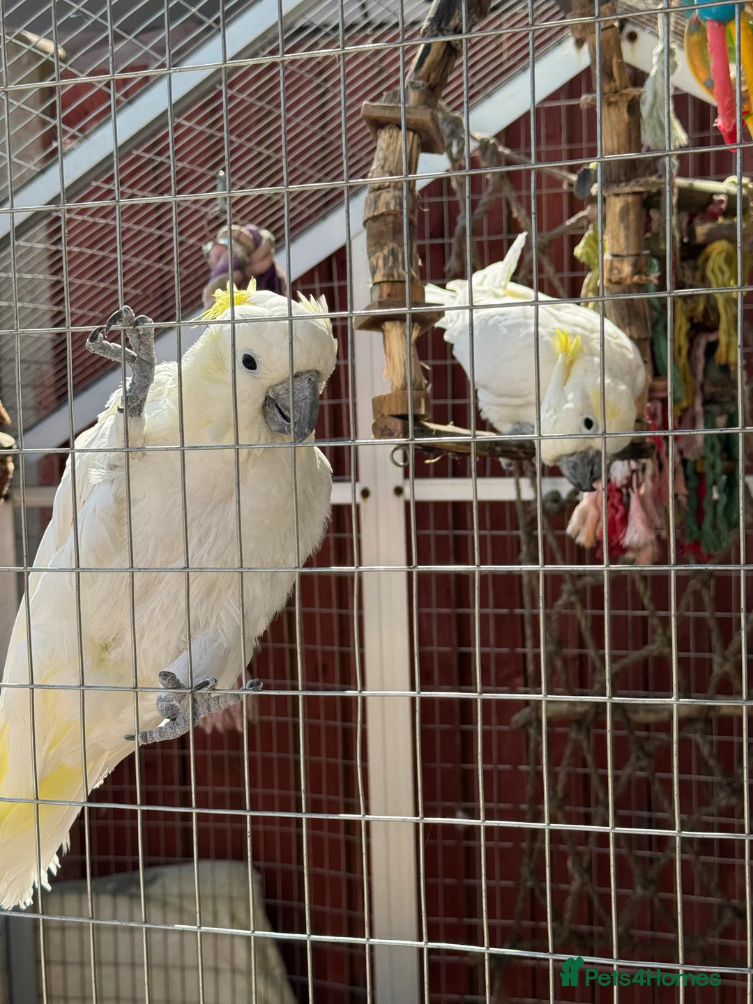Cockatoo birds for sale: Two sulphur crested cockatoo's in Ashford - Advert 5