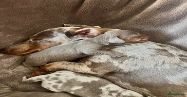 Miniature Dachshund dogs - Advert 11