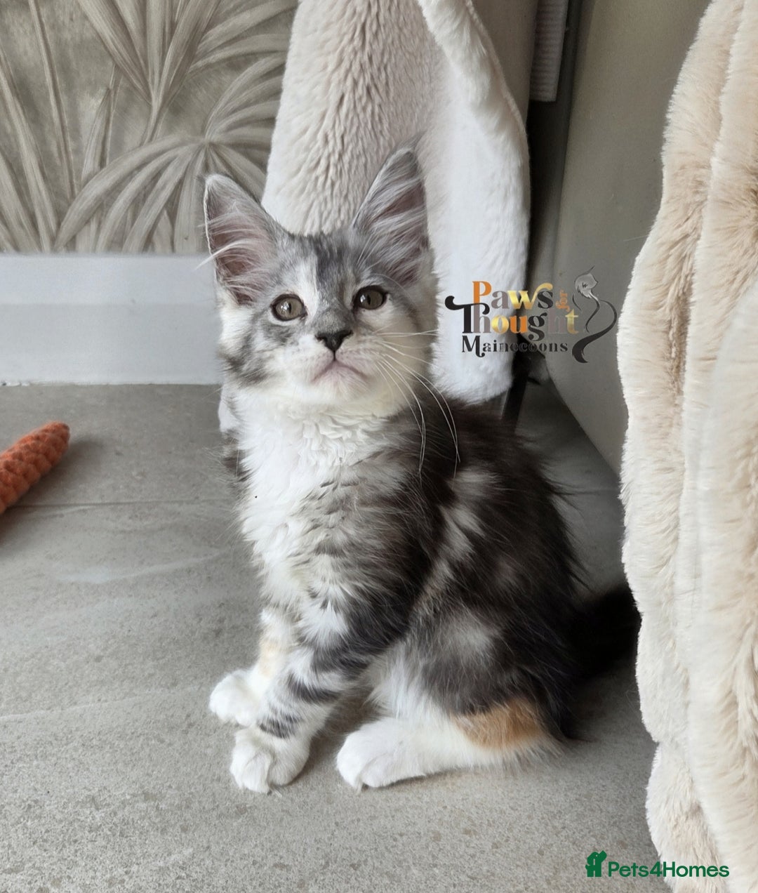Maine Coon cats for sale: Stunning quality tica registered Mainecoon  - Image 6