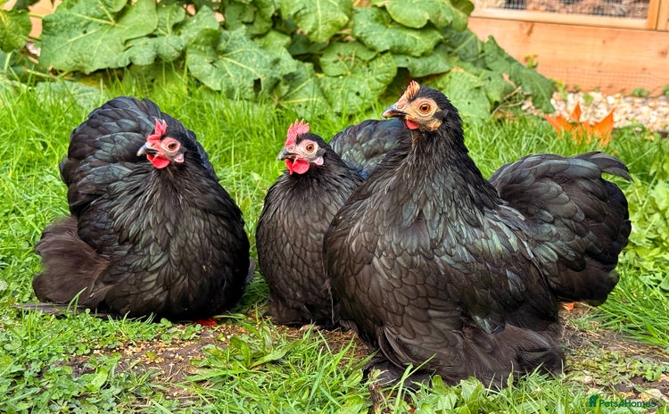 Chickens poultry - Advert 1