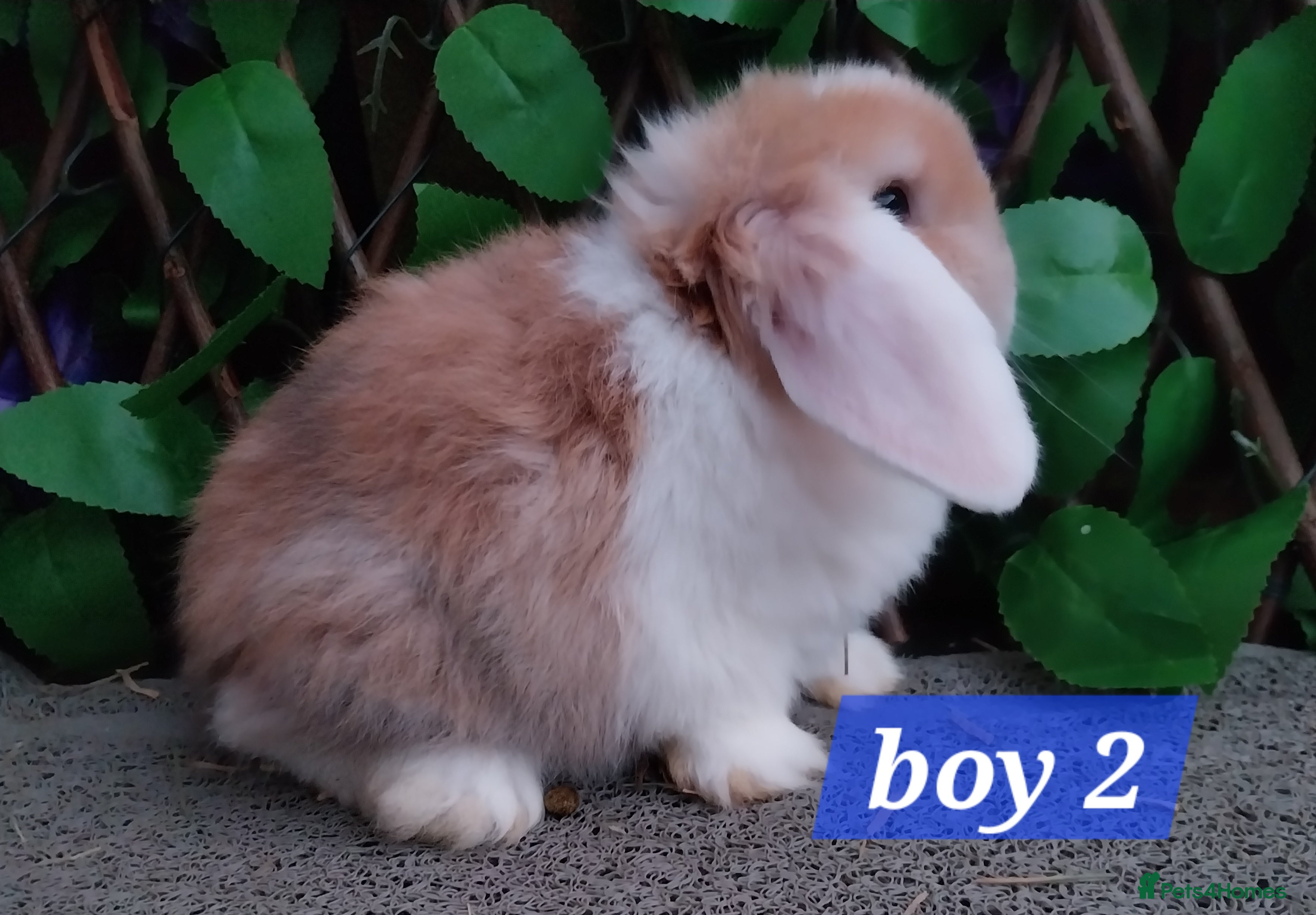 Mini Lop rabbits Mini lop  - Advert 5