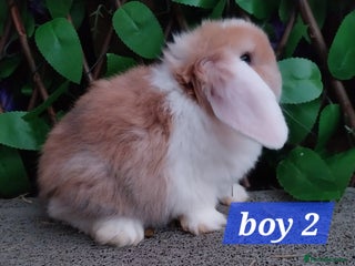 Mini Lop rabbits Mini lop - Advert 5