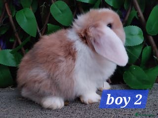 Mini Lop rabbits Mini lop - Advert 10