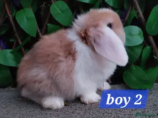 Mini Lop rabbits Mini lop - Advert 17