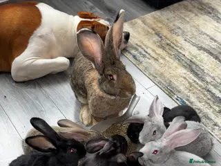 Continental Giant rabbits GERMAN GIANTS (continentals) 8 kits available - Advert 1