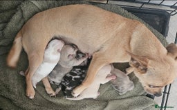 Pomchi dogs for sale: Beautiful merle pomchi puppies  - Image 3