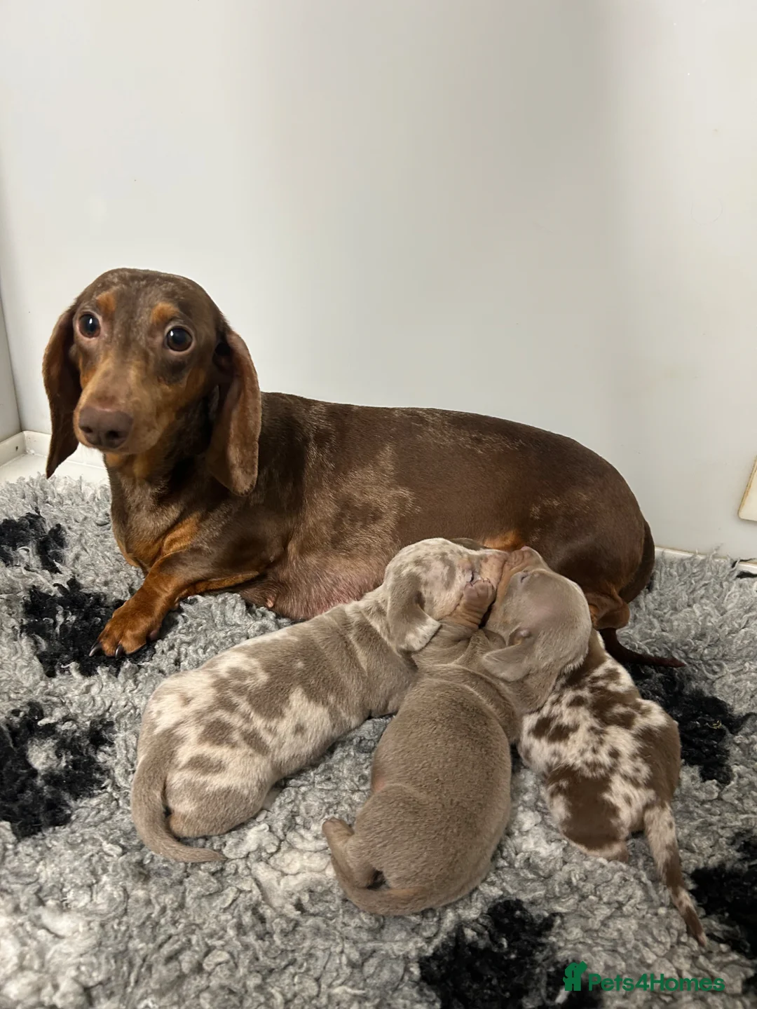 Miniature Dachshund dogs for sale: 5⭐️ Licensed. PRA Clear, KC registered  - Advert 8