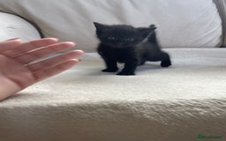 Mixed Breed cats for sale: Beautiful tabby kittens - Image 5