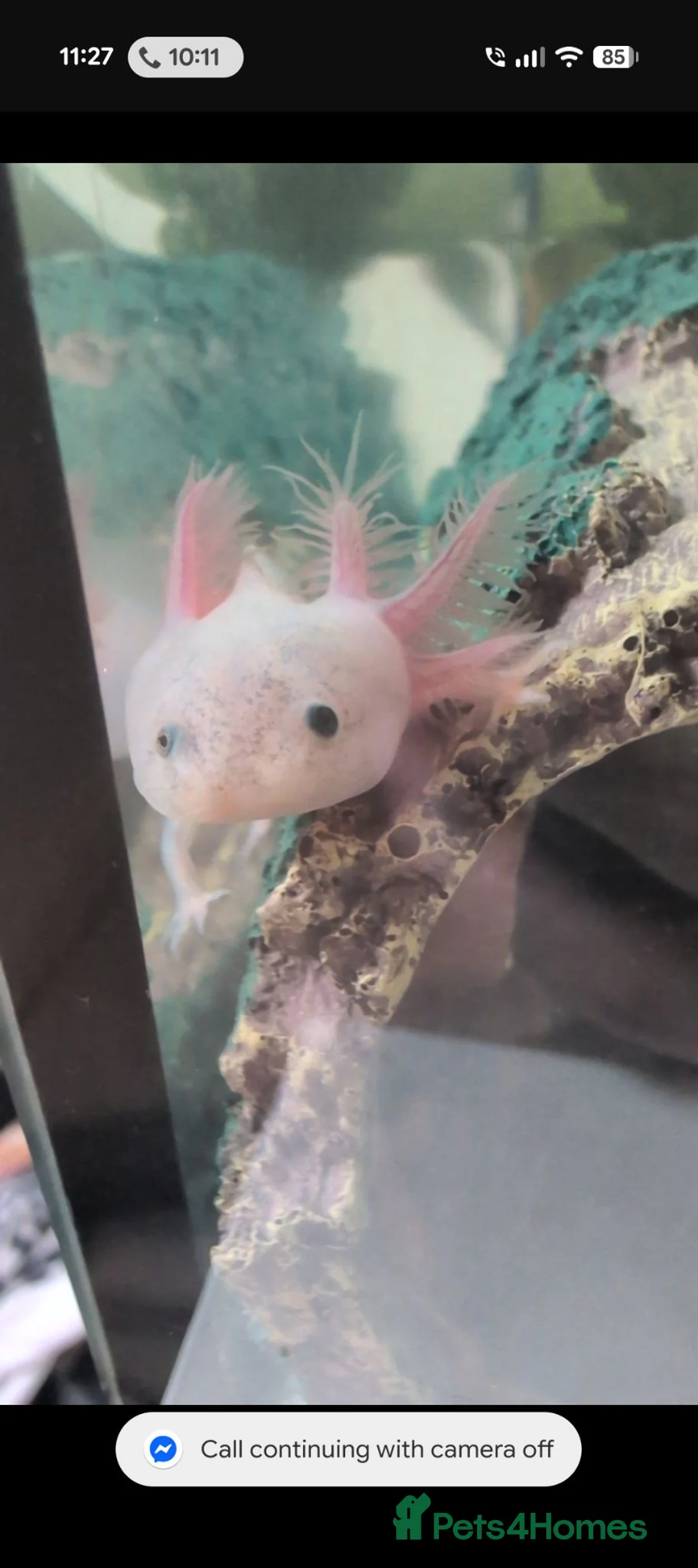 Axolotl reptiles for sale: 2 axolotls - Advert 1