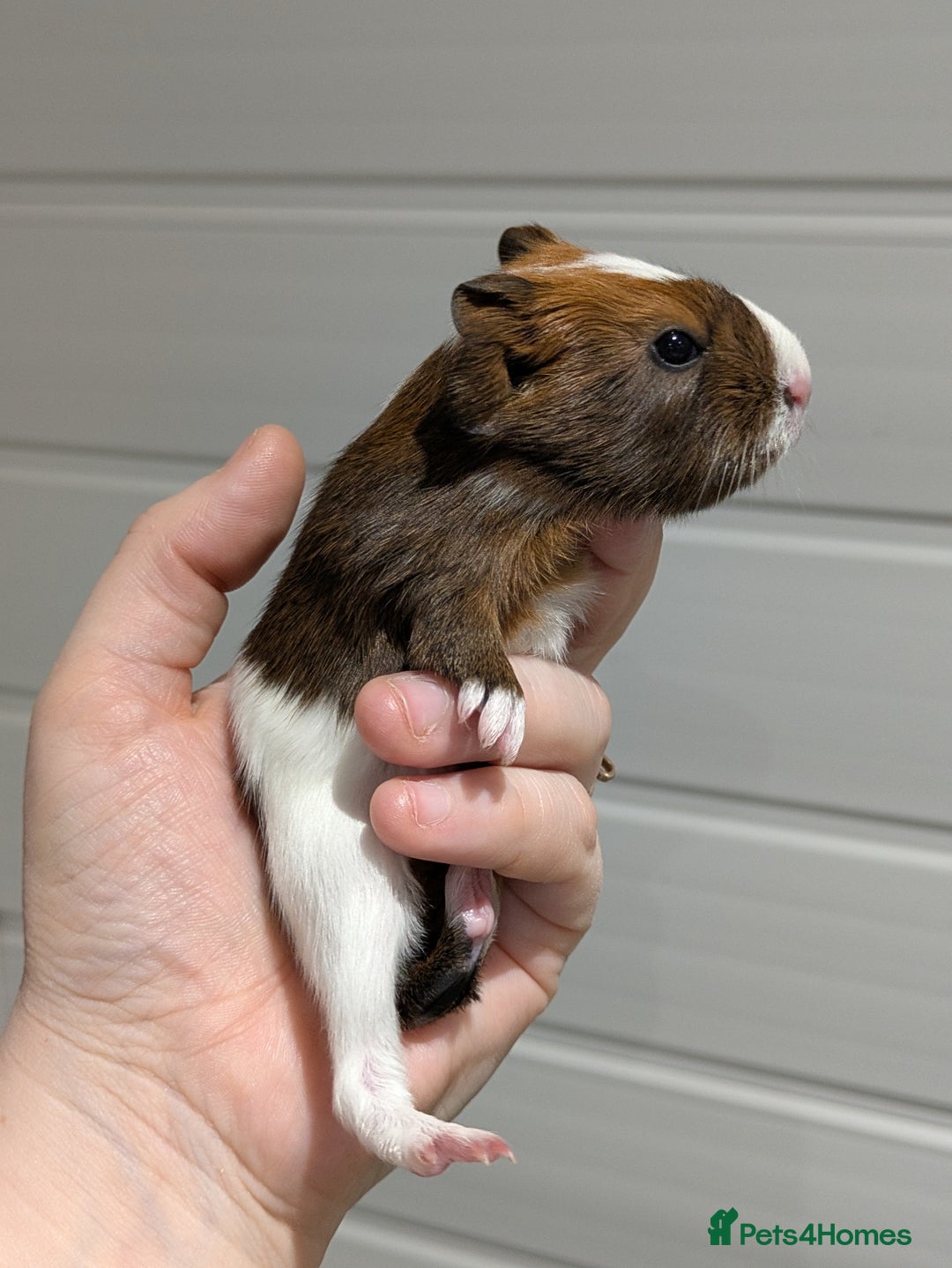 Guinea Pig rodents for sale: Guinea pigs location Dagenham Essex  - Advert 15