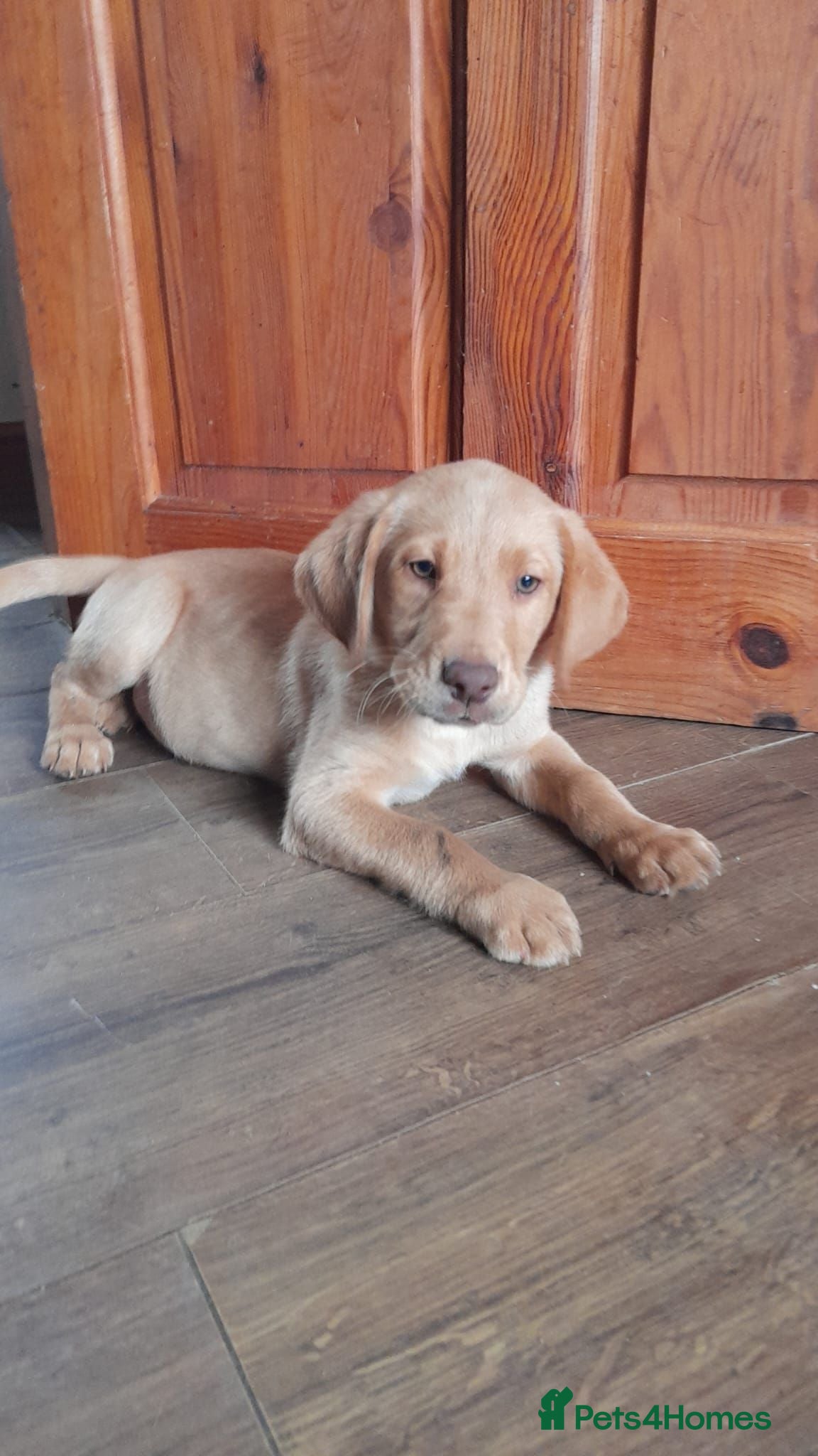 Labrador Retriever dogs Last boy remainding reduced  - Advert 2