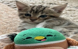 European cats for sale: 8 weeks old - kittens  - Image 28