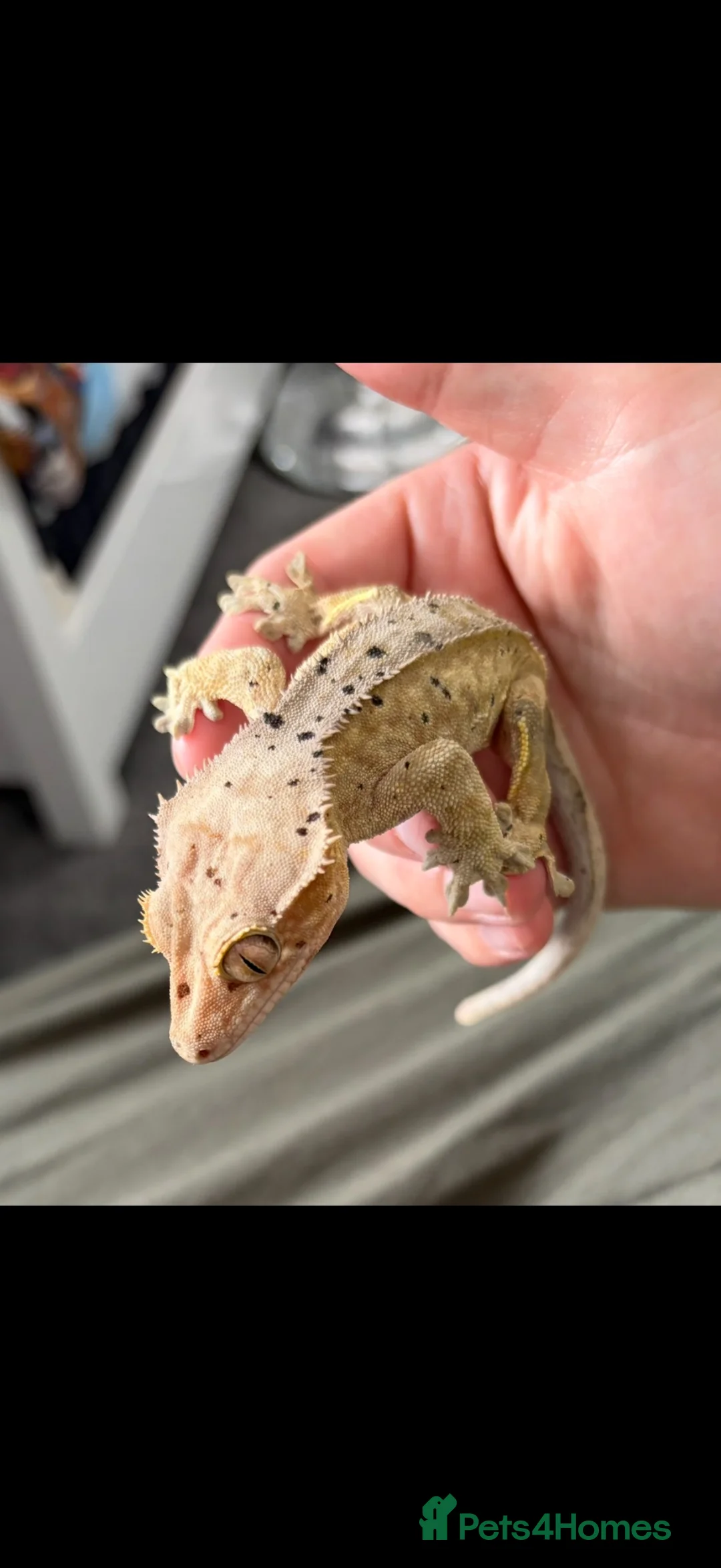 Gecko reptiles for sale: 2 Crested Gecko babies approx 10CM in Ilford - Advert 7